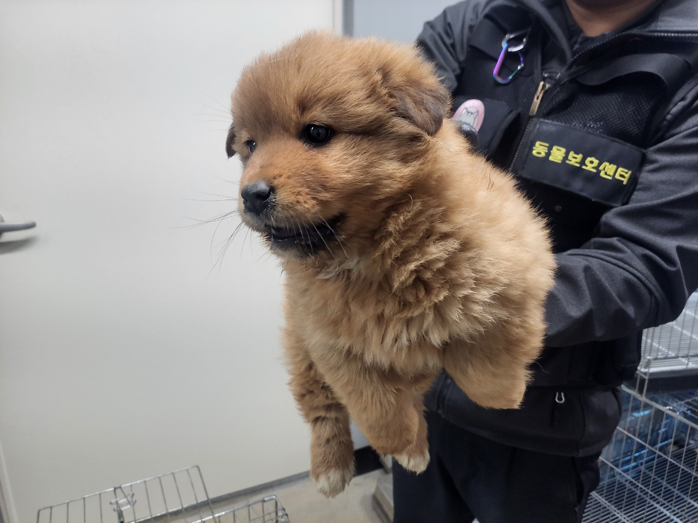 고양시동물보호센터_441394202402583