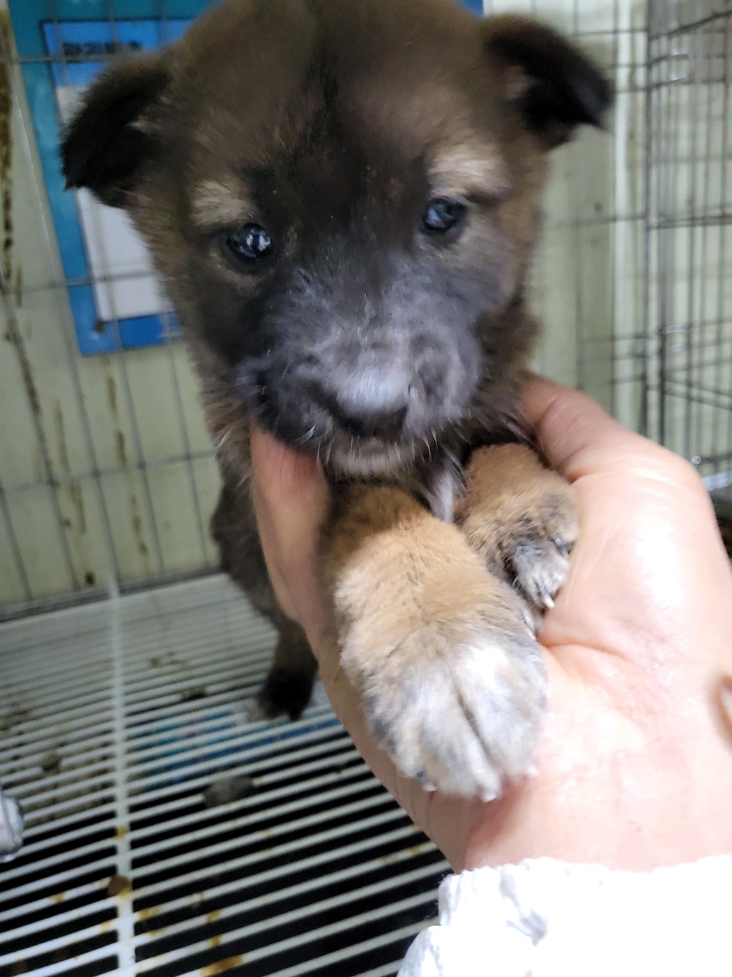 평택시유기동물보호소_441391202403612