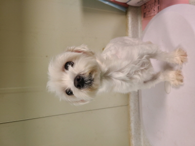 종료(입양) 말티즈…