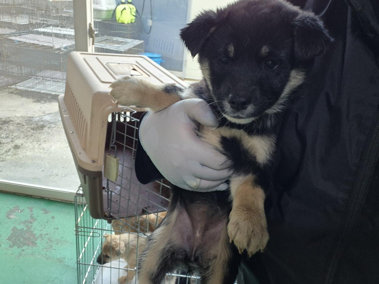 보호중 믹스견의 가…