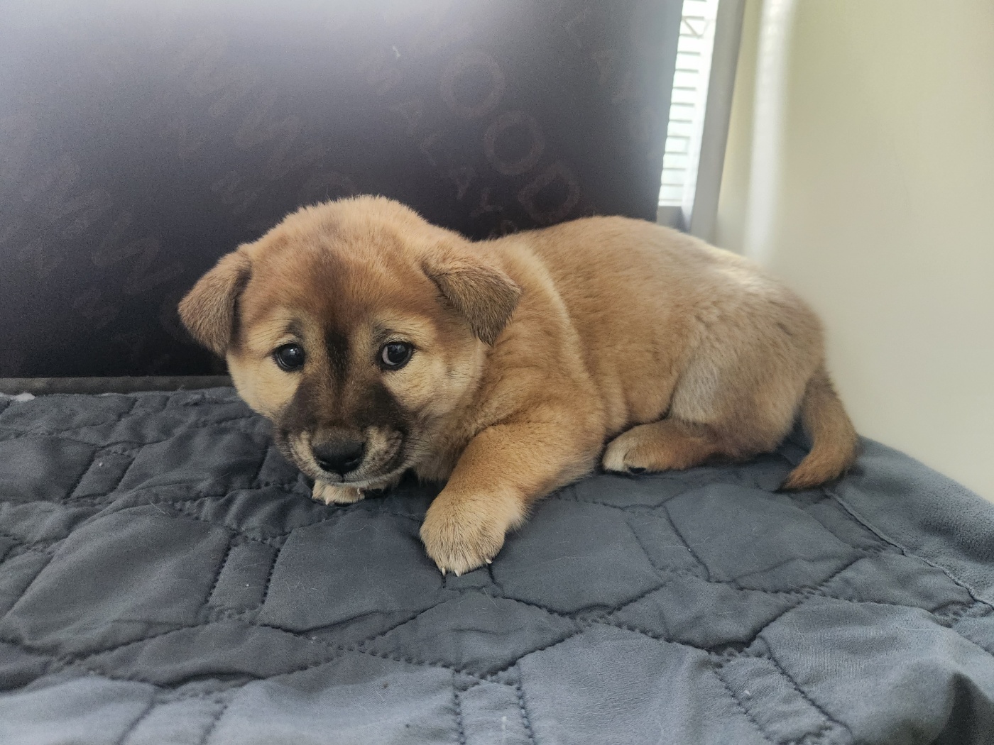 보호중 믹스견의 가…