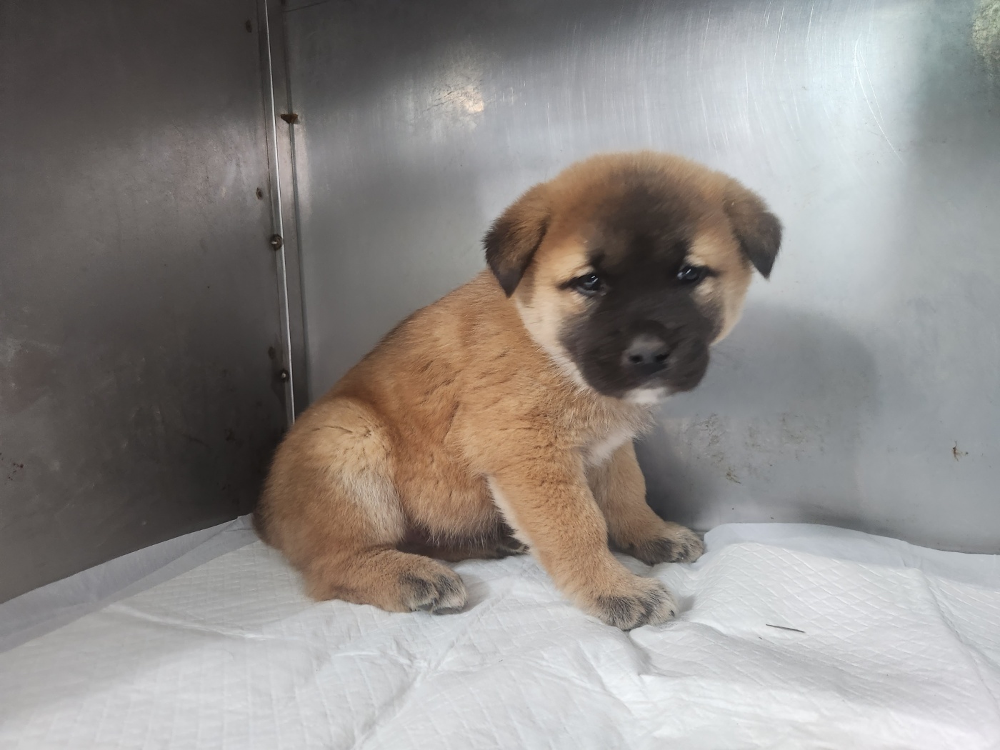 보호중 믹스견의 가…