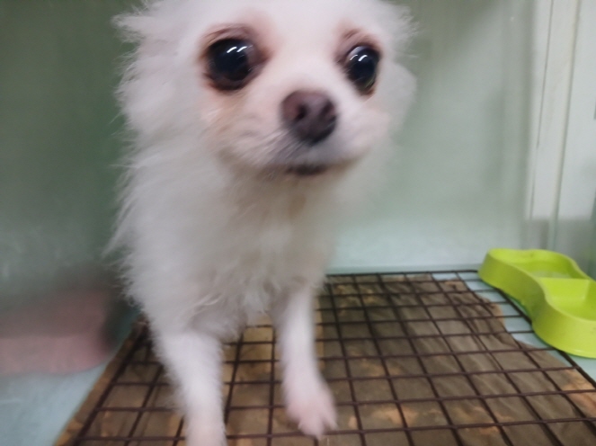 효자동물병원_445464202403762