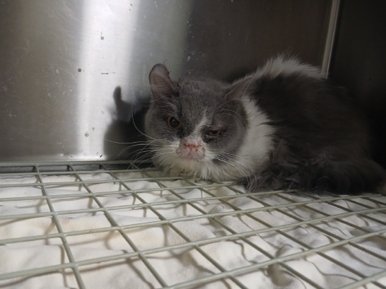 효자동물병원_445464202403761