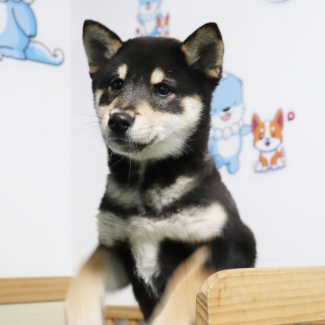 종료(반환) 시바의…