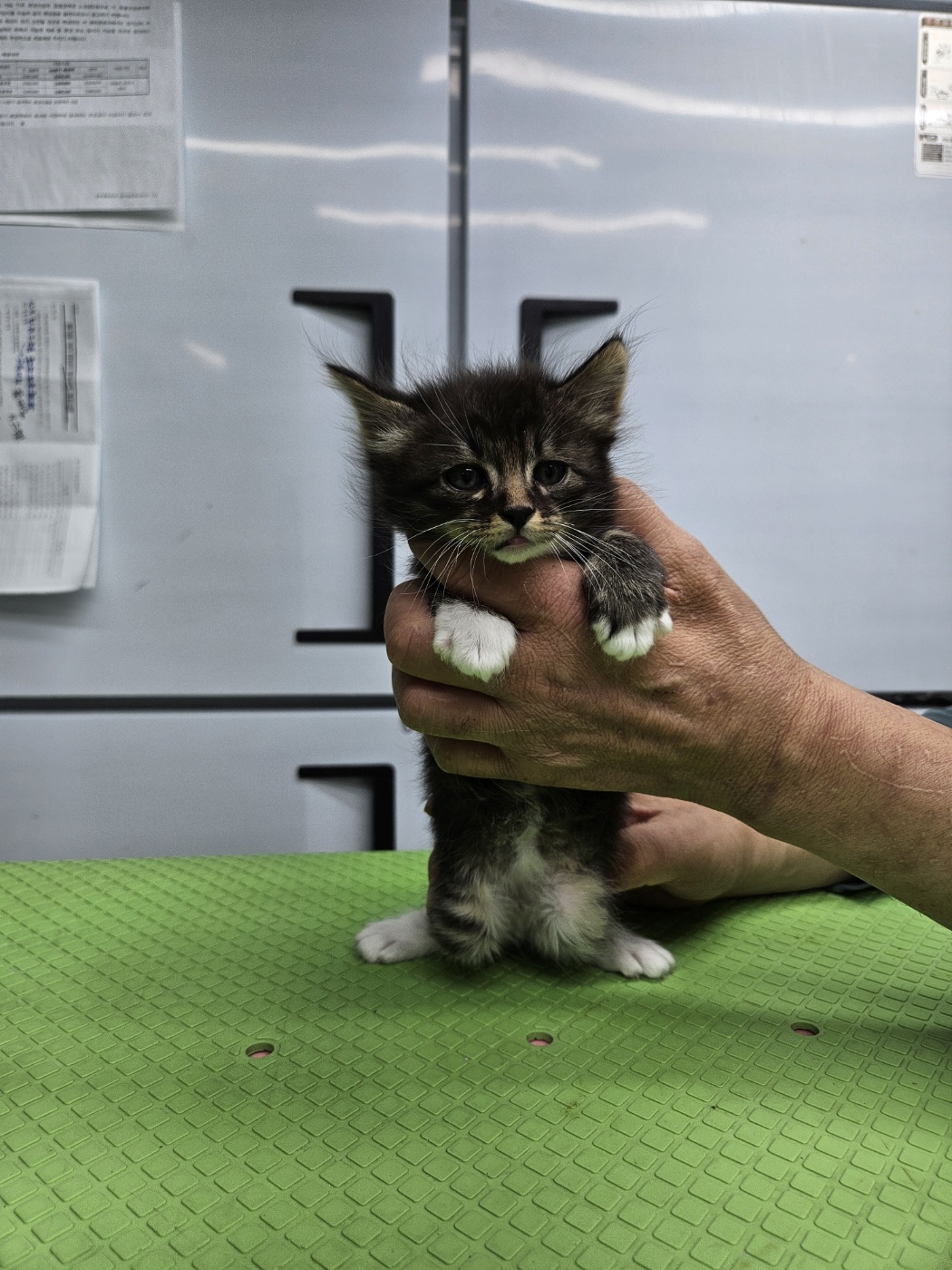 종료(입양) 한국 …