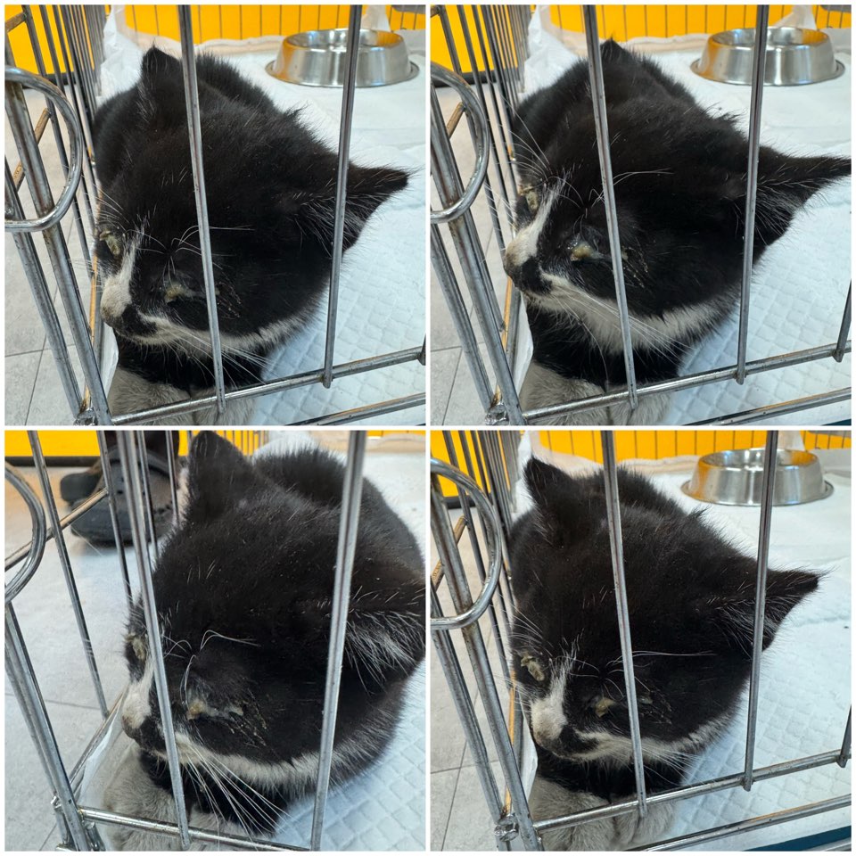 천안시 동물보호센터_444449202402238