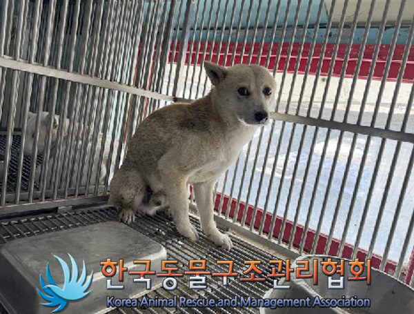 한국동물구조관리협회_441414202401028