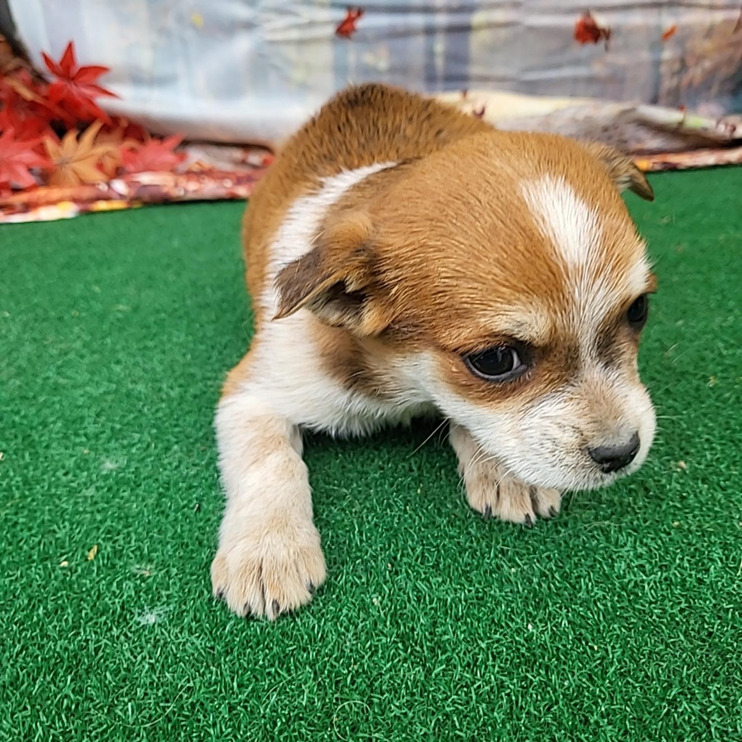 종료(자연사) 믹스…