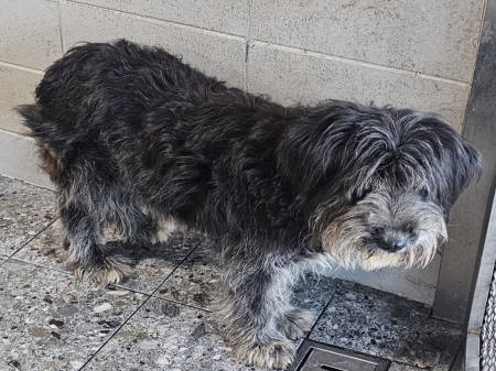 보호중 삽살개의 가…