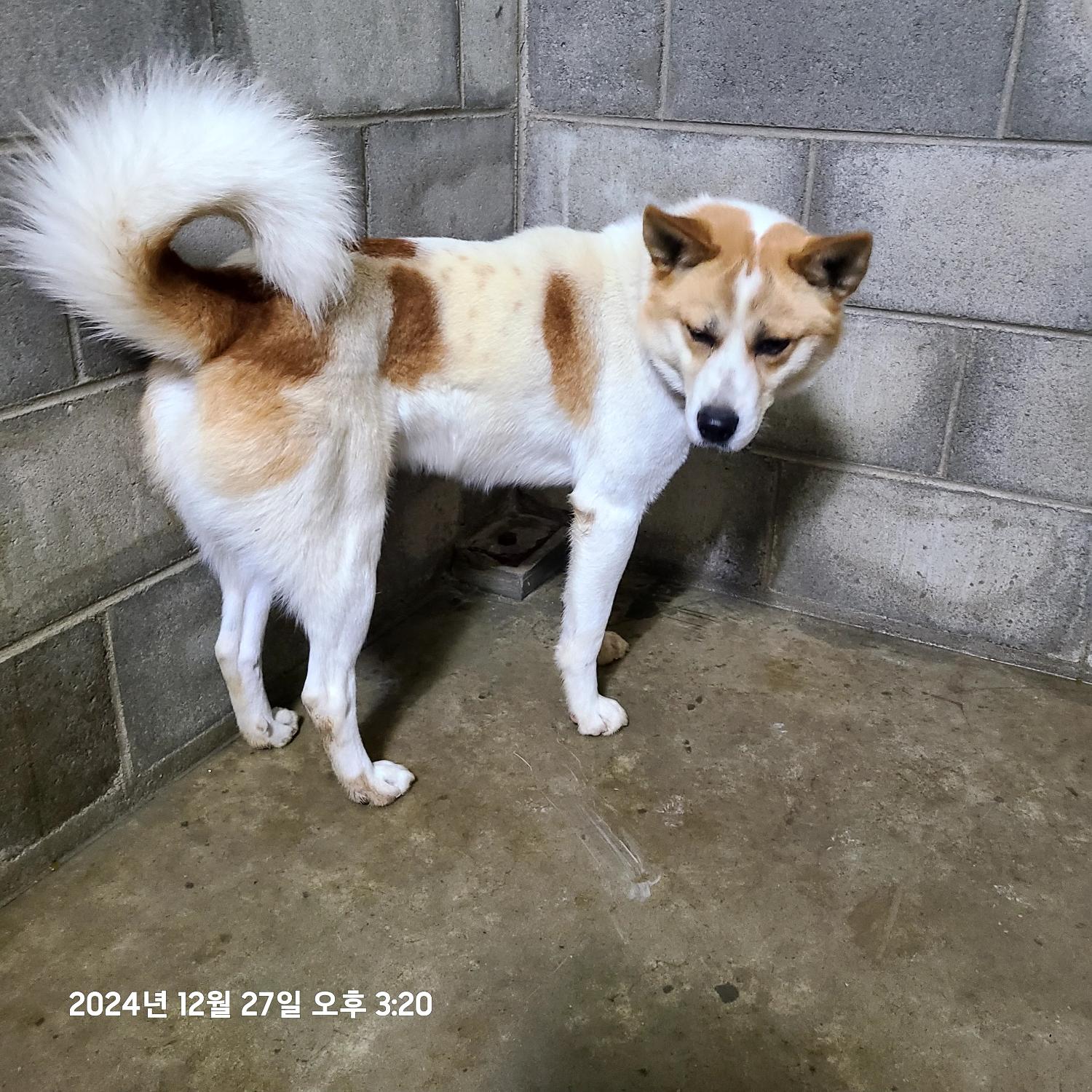 군산유기동물보호센터_445467202402521