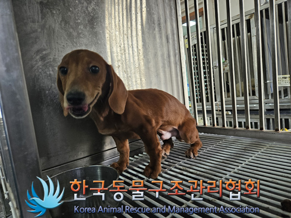 한국동물구조관리협회_441414202401027