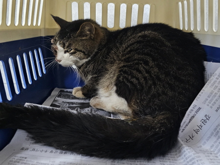 종료(자연사) 한국…