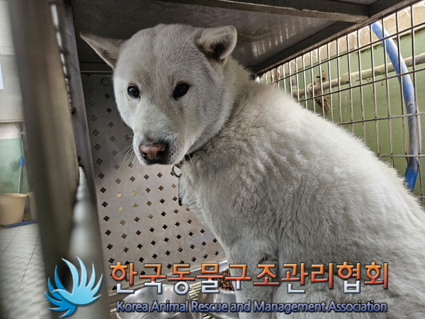 한국동물구조관리협회_441406202402265