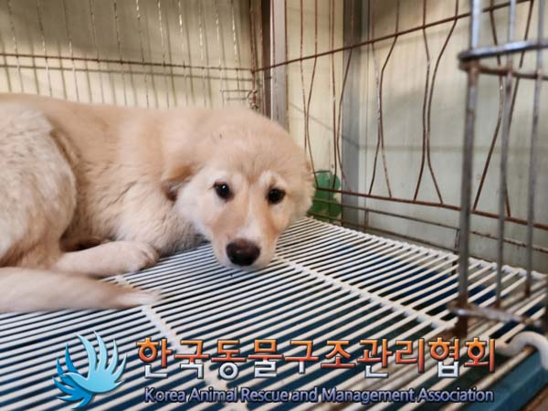 한국동물구조관리협회_441406202402273