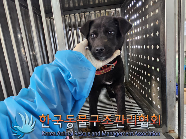 한국동물구조관리협회_441406202402266