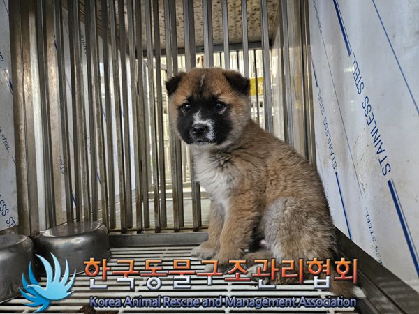 한국동물구조관리협회_441406202402270