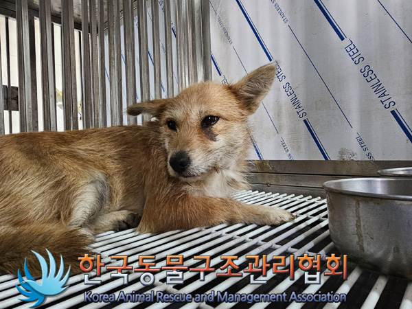 한국동물구조관리협회_441406202402267