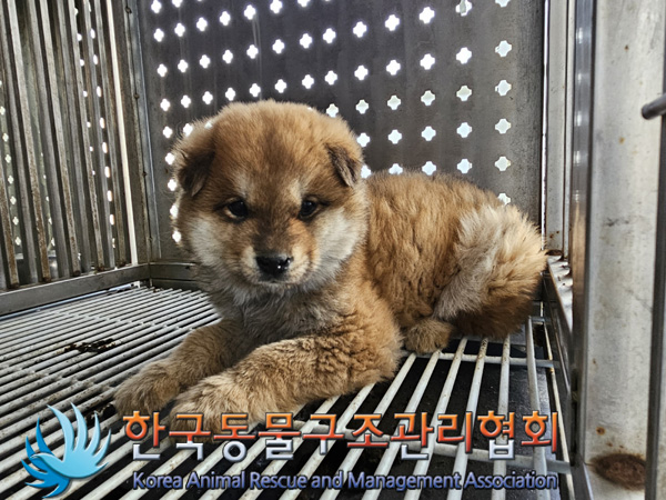 한국동물구조관리협회_441409202402042