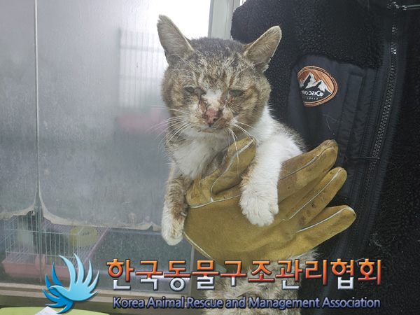 한국동물구조관리협회_441406202402272