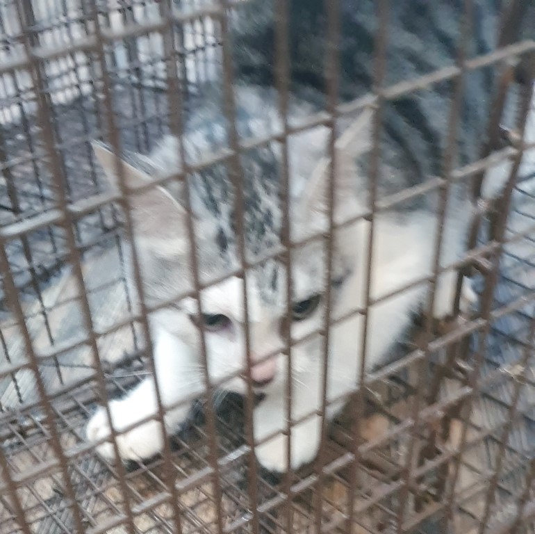 오산 유기동물보호소_441400202400804