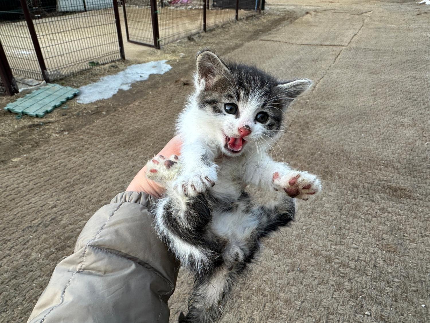 종료(입양) 한국 …