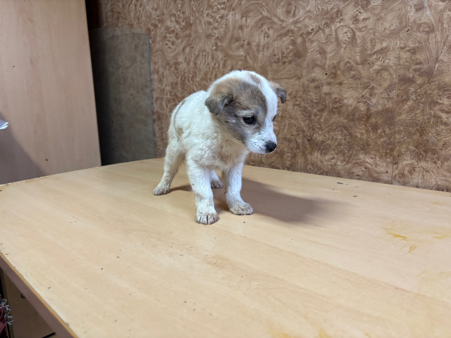 종료(입양) 믹스견…