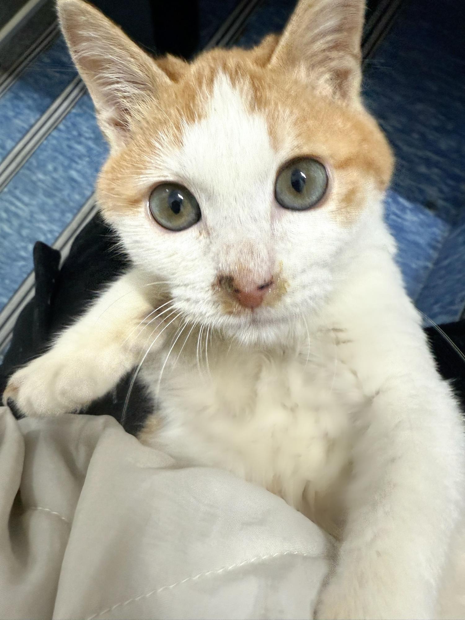 [고양이] 한국 고양이 대구-수성-2024-00724 유기동물 배경 이미지 입니다.