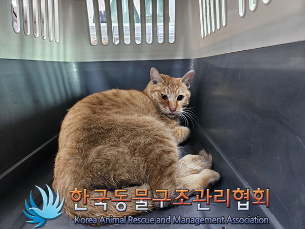 한국동물구조관리협회_411301202400655