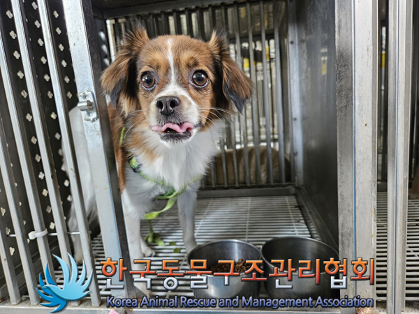 종료(반환) 믹스견…