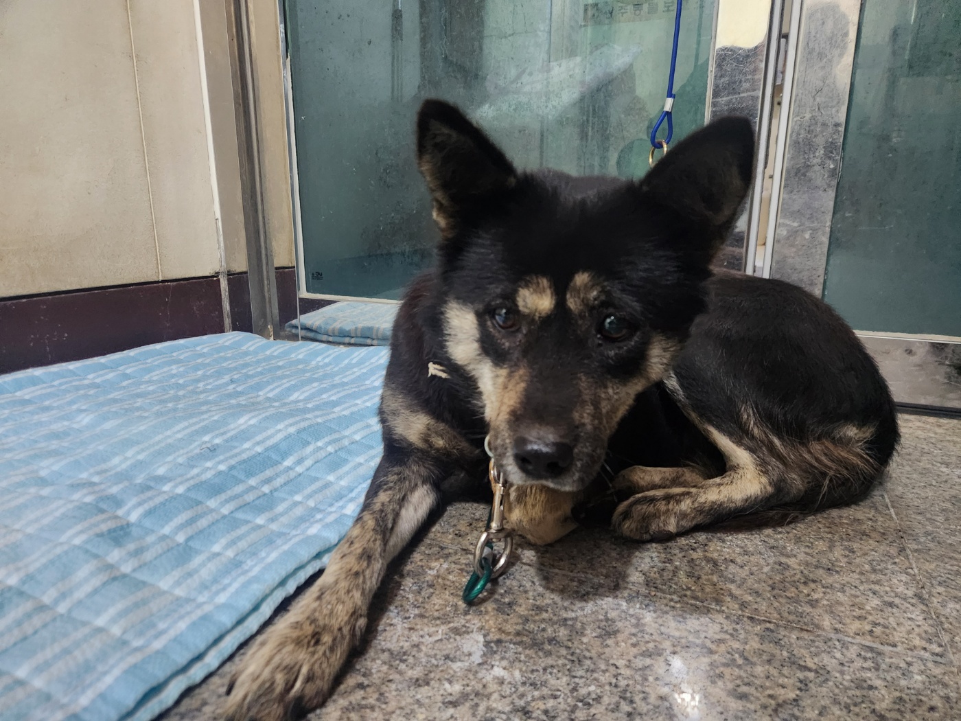 종료(입양) 믹스견…