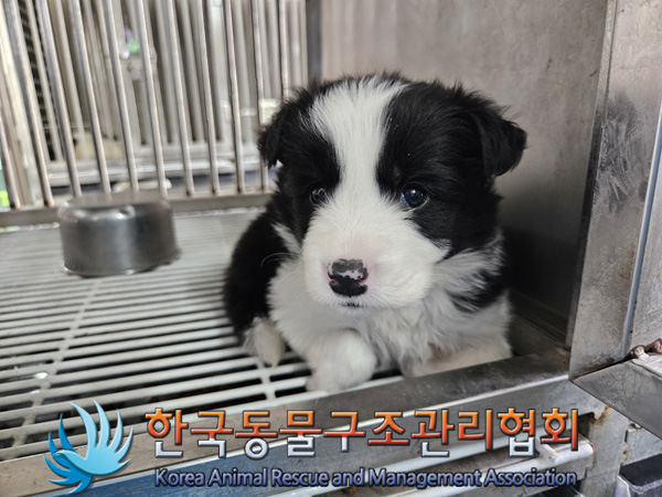 한국동물구조관리협회_411318202400584