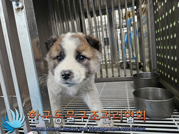 한국동물구조관리협회_441406202402271