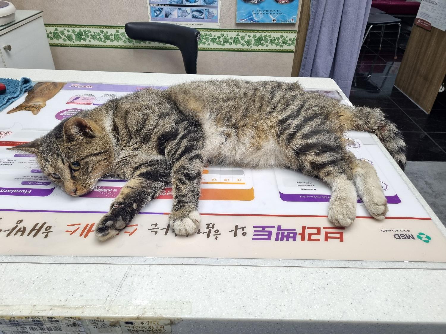 대구시수의사회(보경)_427343202401021