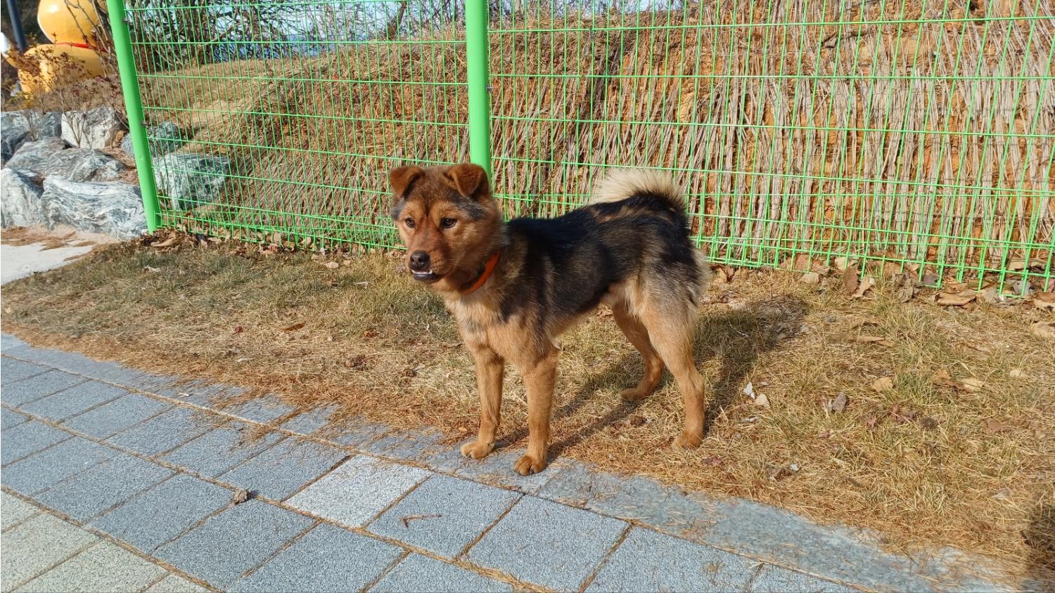 보호중 믹스견의 가…