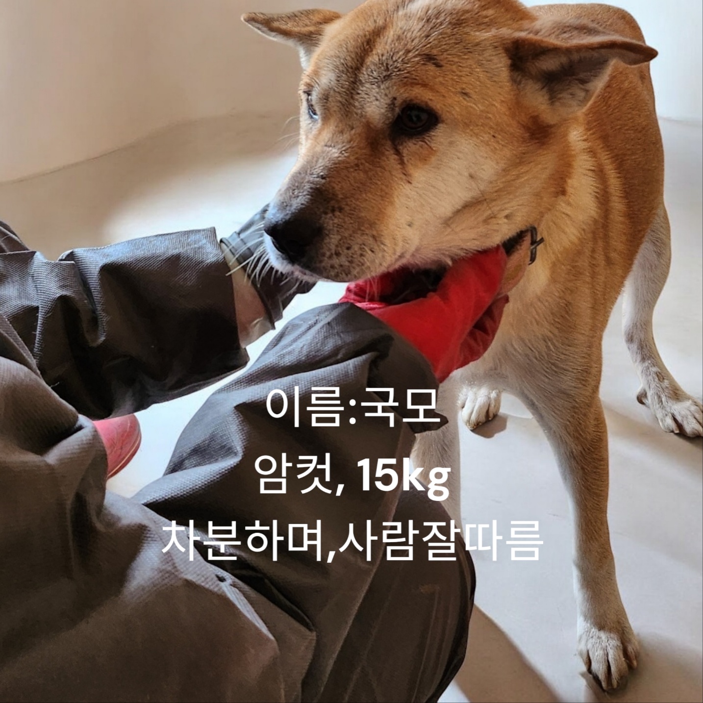 성주유기동물보호센터_447521202400717