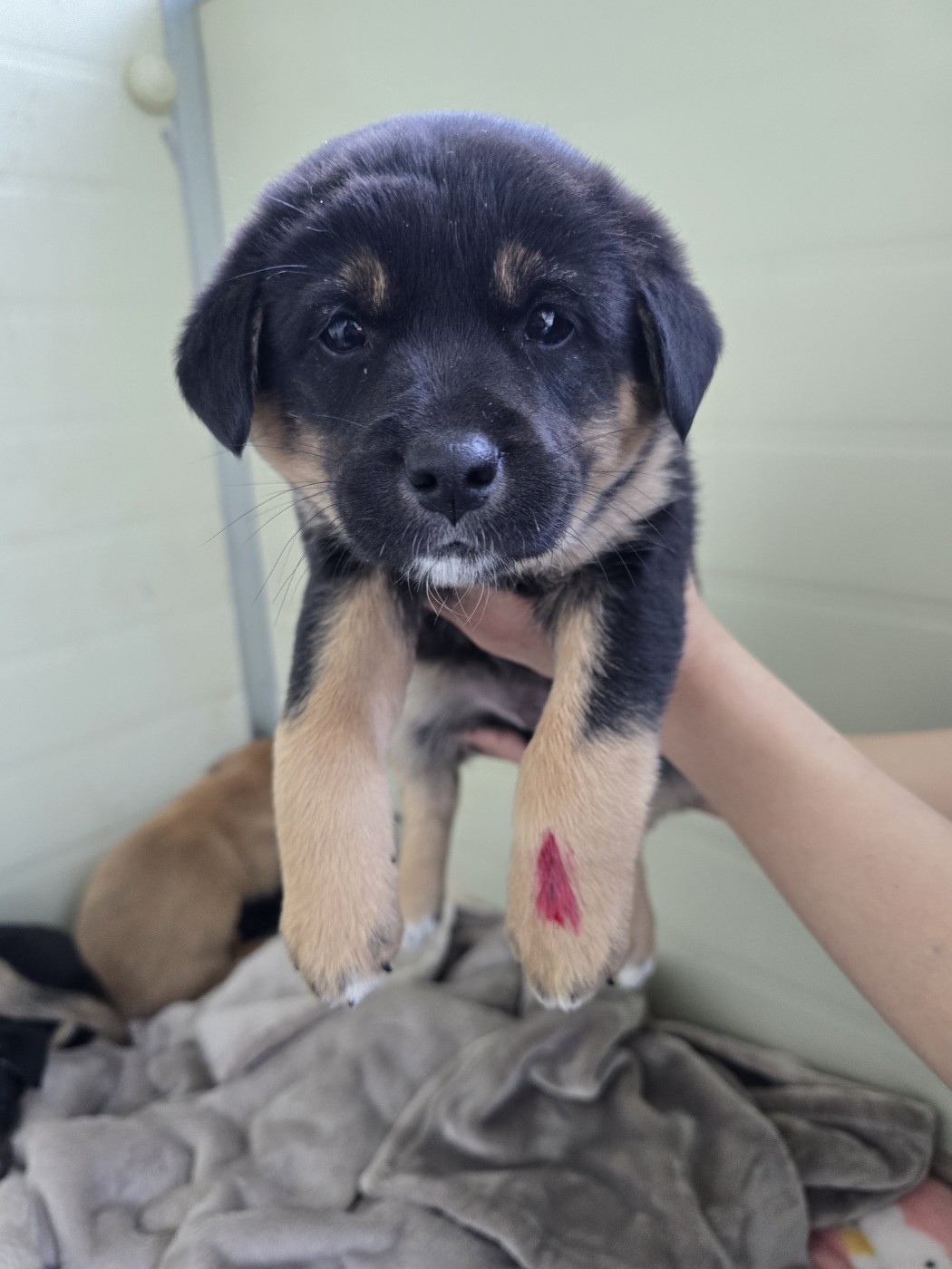 밀양시 동물보호센터_448536202401660