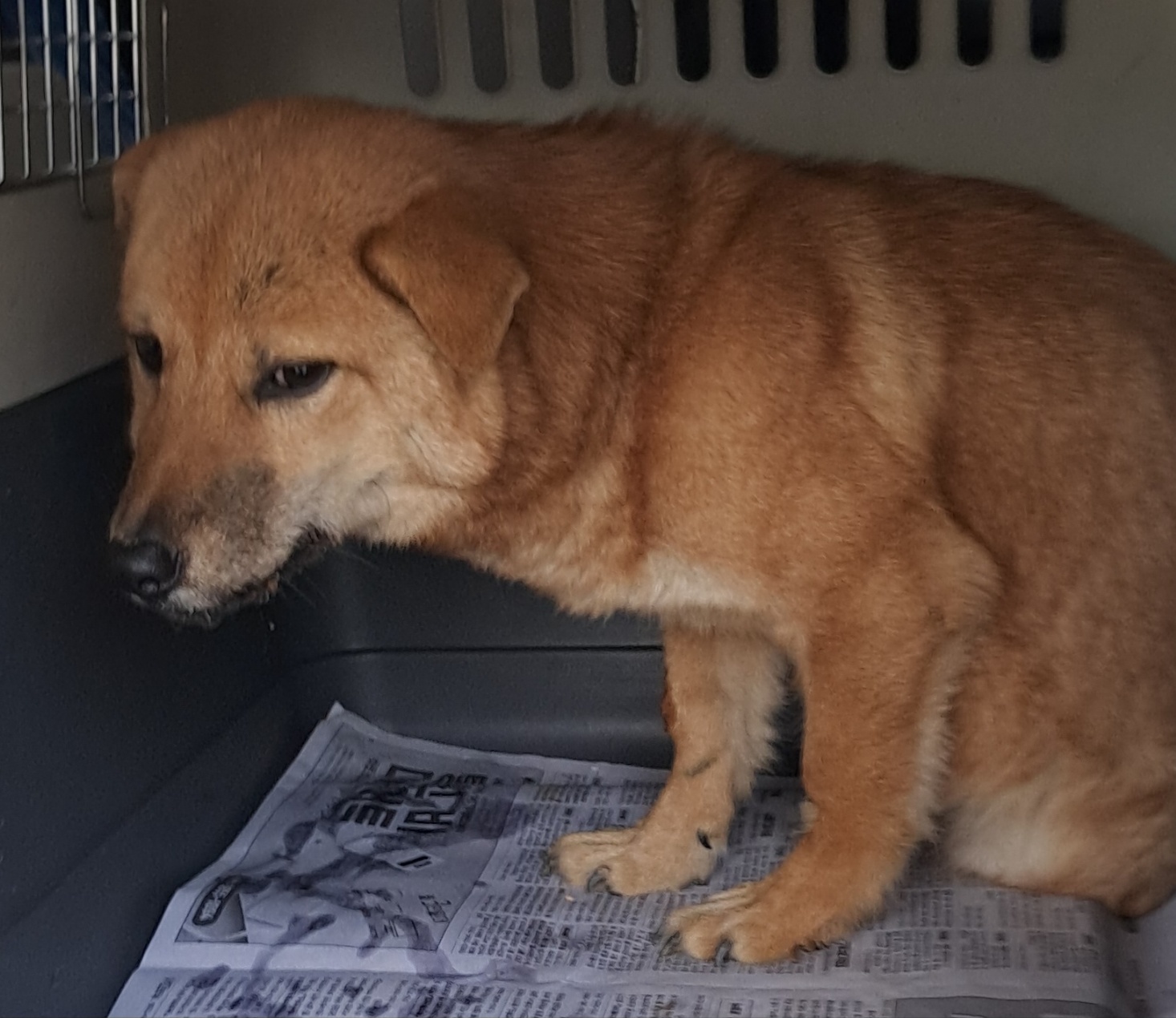 신안군유기동물보호소_446501202400467