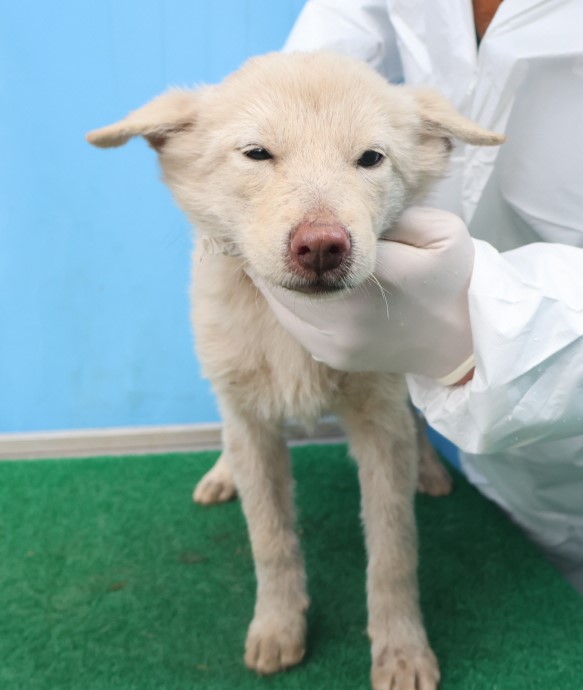 보호중 믹스견의 가…