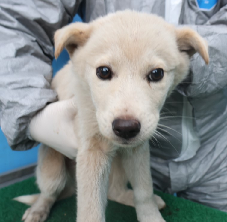 제주 동물보호센터_450650202403848