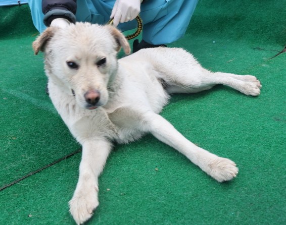 종료(반환) 믹스견…