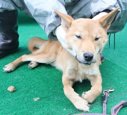 제주 동물보호센터_450650202403854