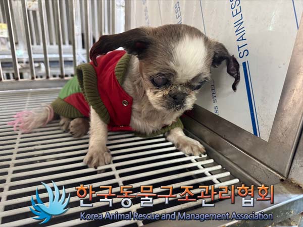 종료(반환) 시츄의…