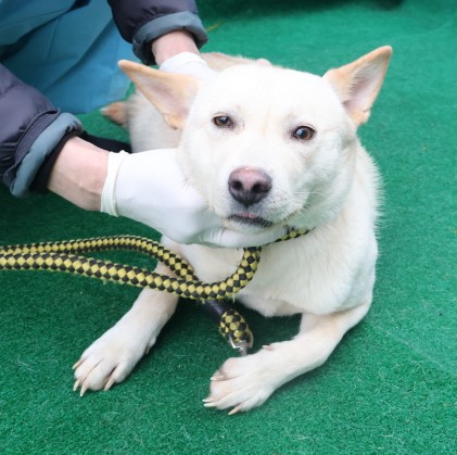 종료(기증) 믹스견…