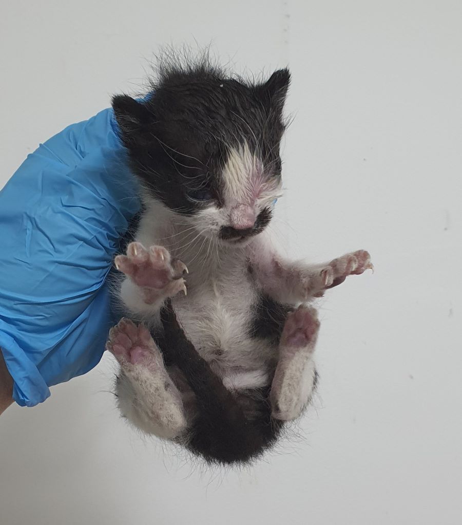 인천광역시수의사회_428352202400605