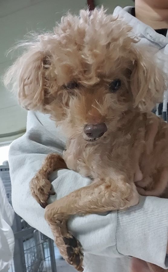 종료(기증) 푸들의…