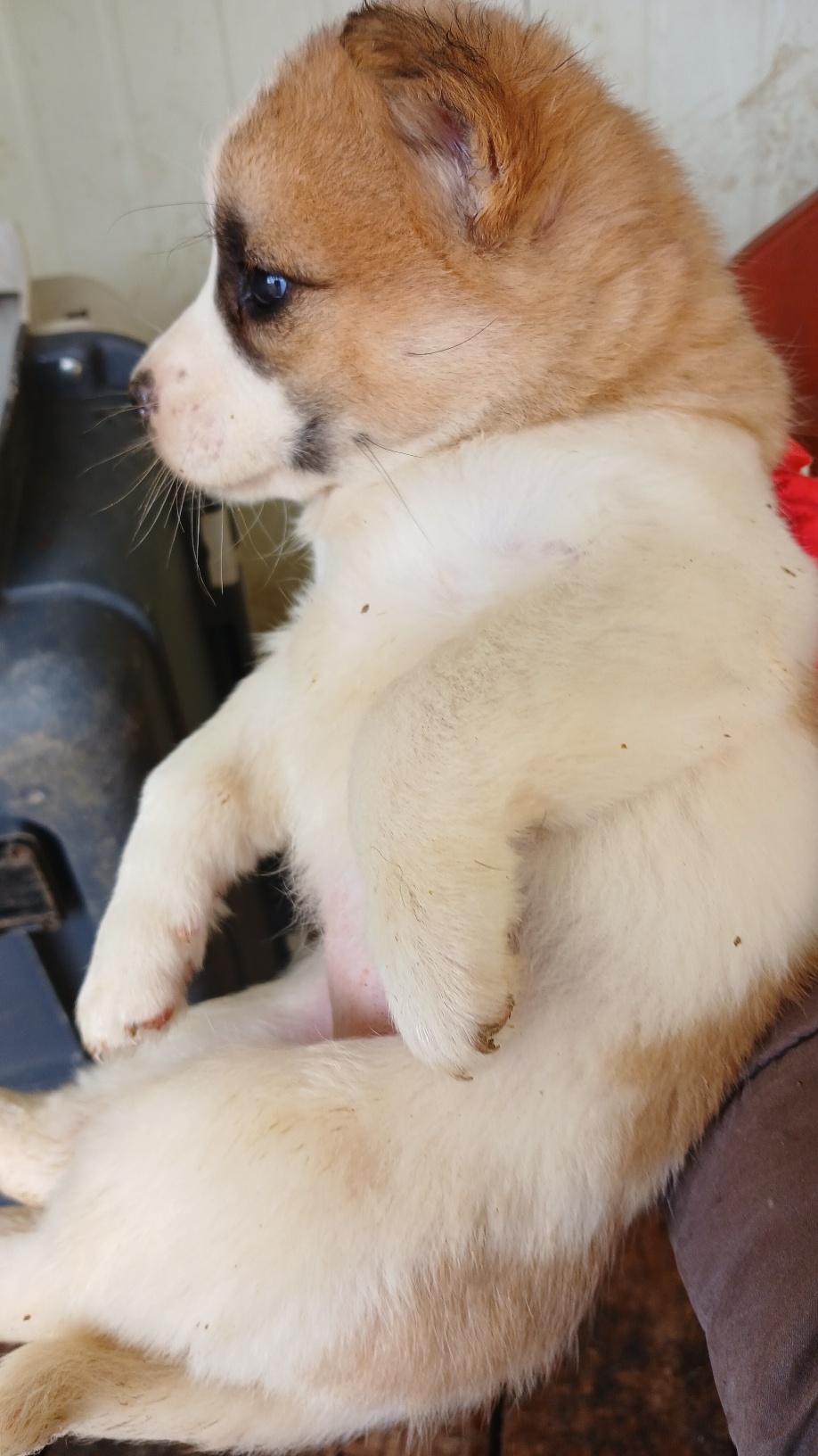 보호중 믹스견의 가…