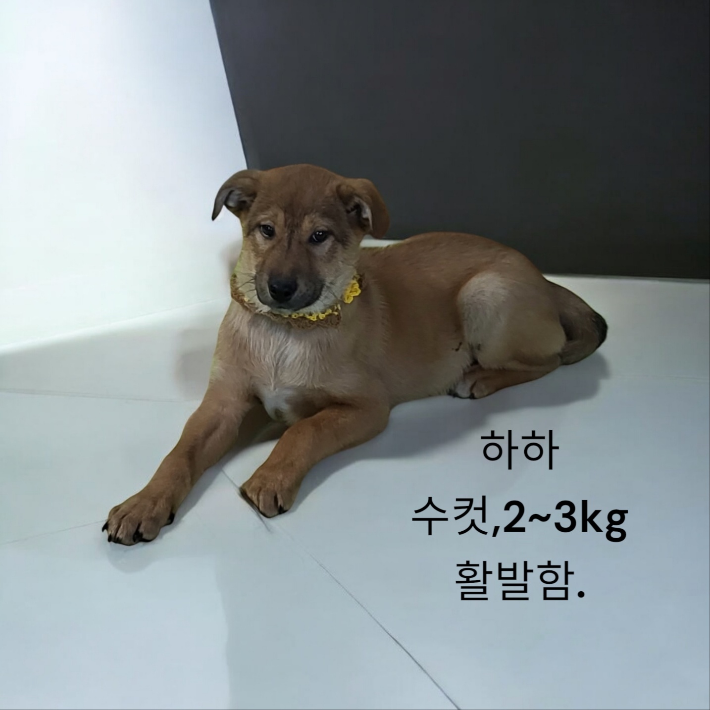 성주유기동물보호센터_447521202400727