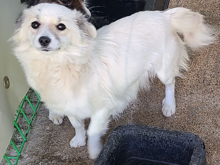 영천유기동물보호센터_447510202400913