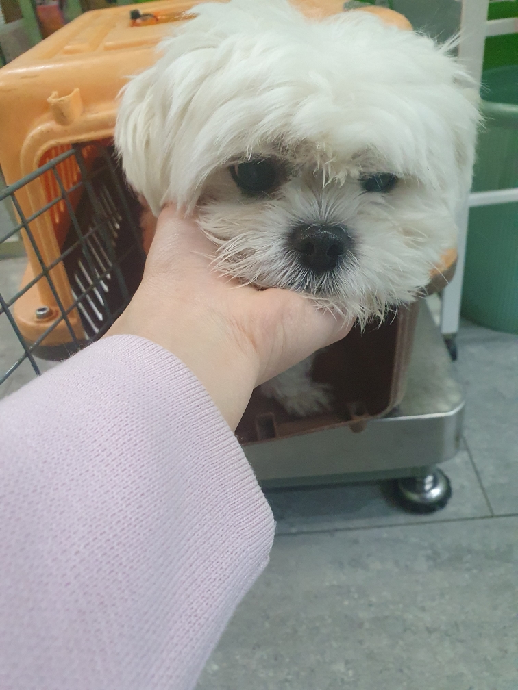 펫앤쉘터동물병원_441378202401802